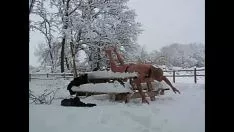Jouer Un poil dans de la bonne neige fraiche ce mois de janvier 2009
